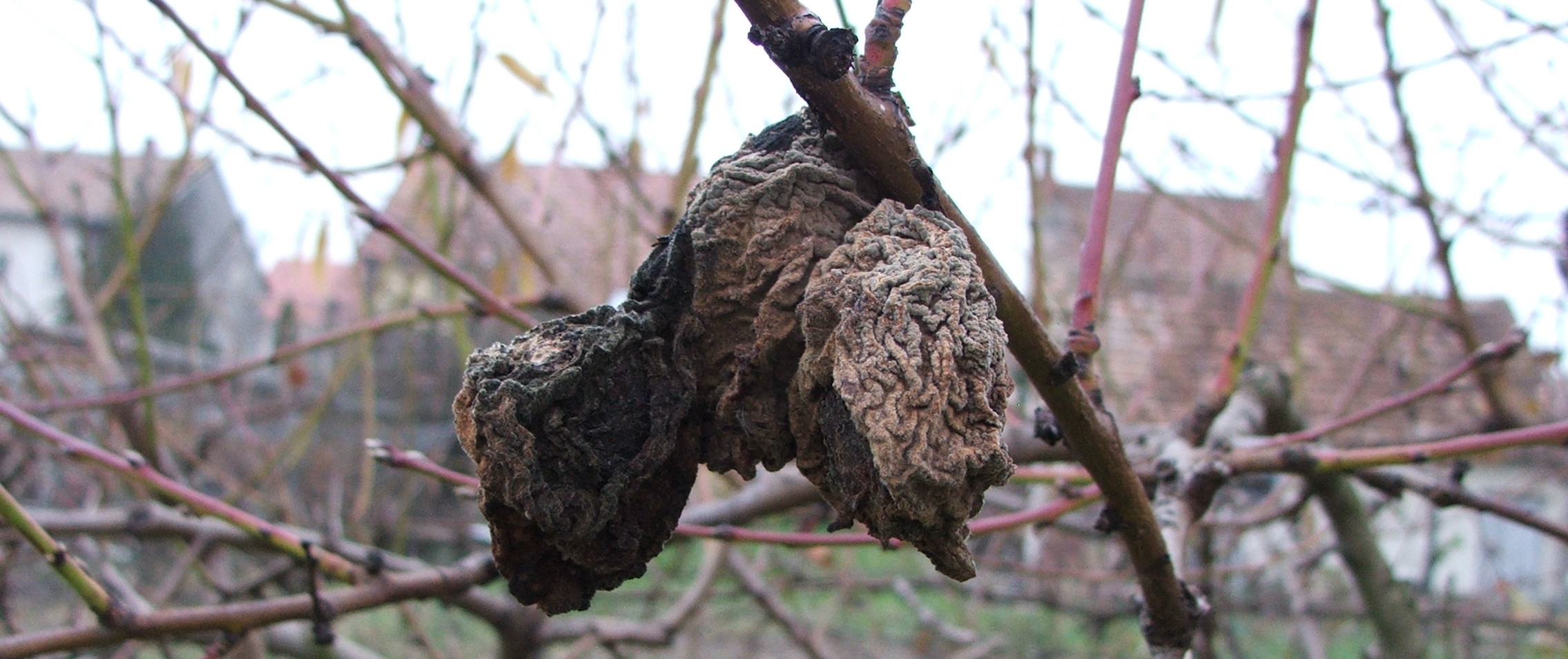 Növényvédelmi teendők – 2023. március 1. hét